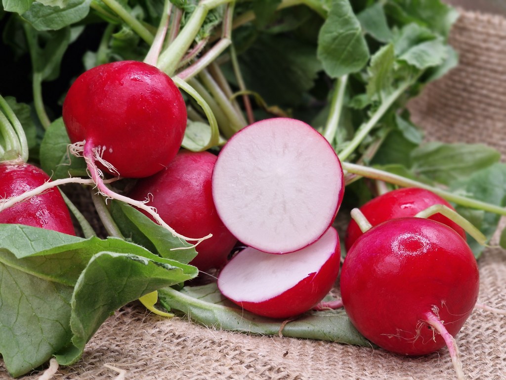 Radieschen